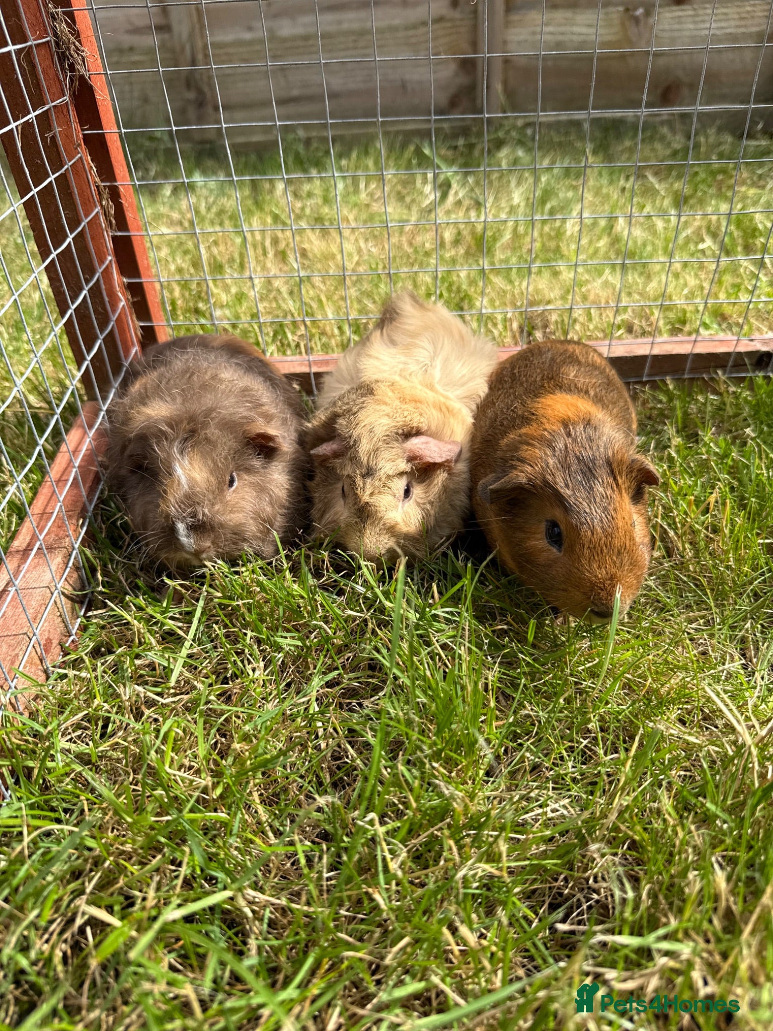 Guinea Pig rodents Gorgeous baby boys! - Advert 3