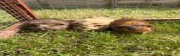 Guinea Pig rodents for sale: Gorgeous baby boys! - Advert 1