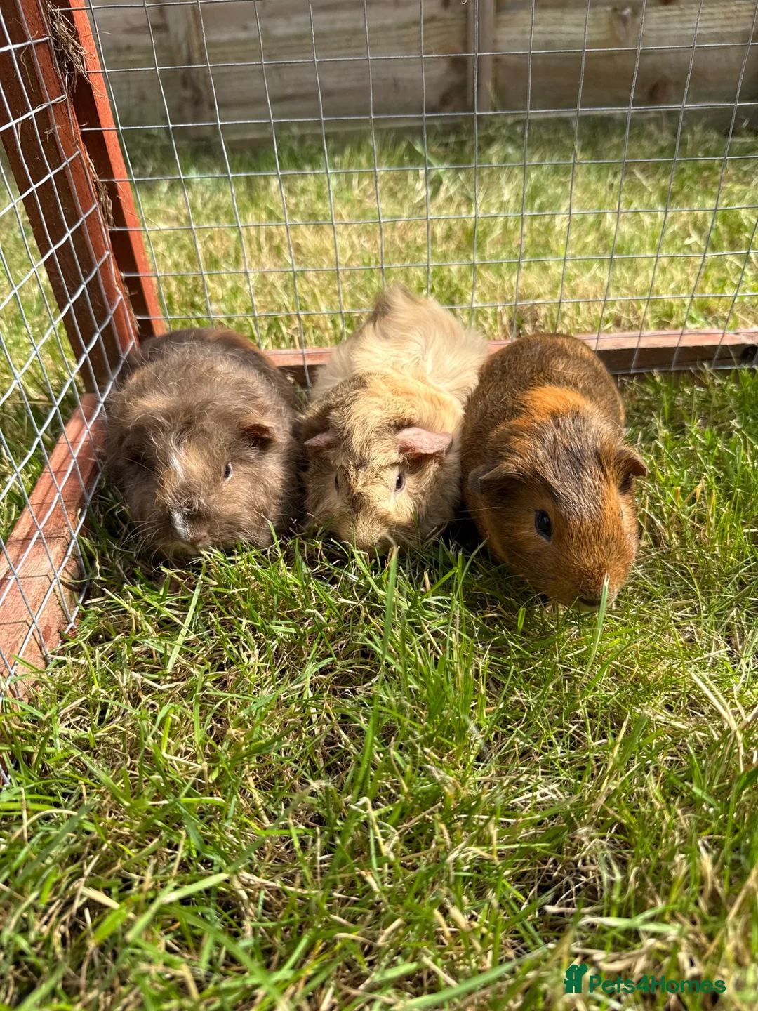 Guinea Pig rodents for sale: Gorgeous baby boys! - Advert 1
