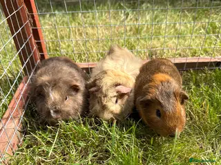 Guinea Pig rodents Gorgeous baby Guinea pigs! - Advert 11