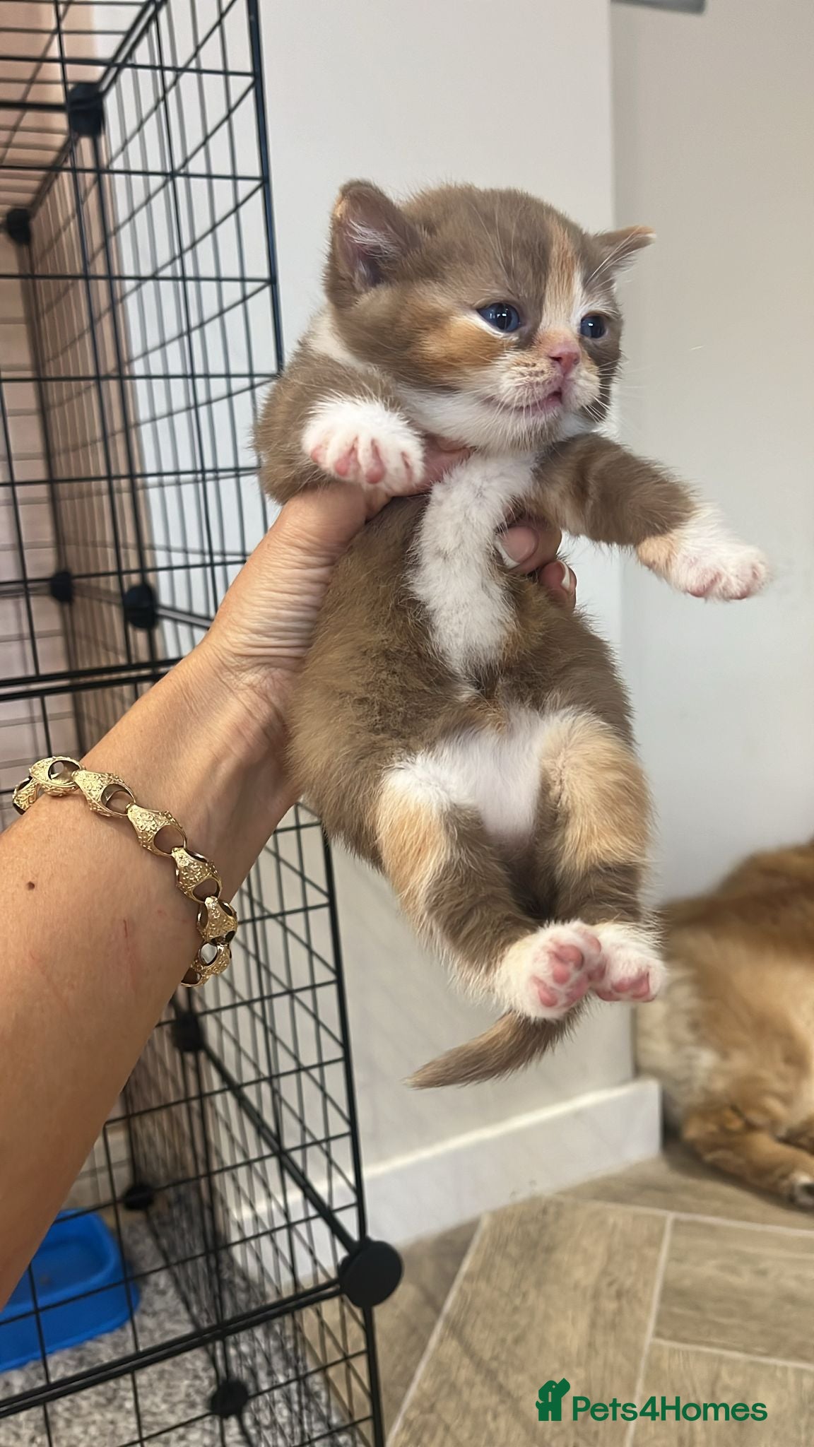 British Shorthair cats 🏆Gccf Cinnamon tortie Fawn Red bi colour 🏆 - Advert 10