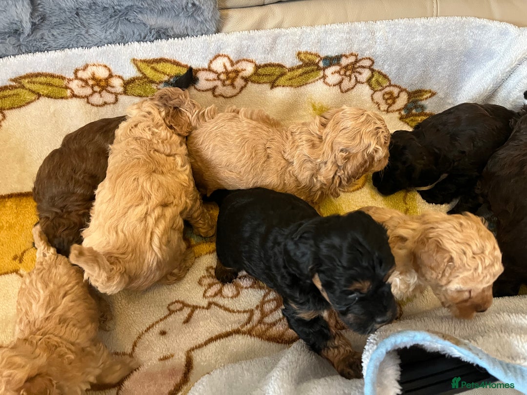 Shihpoo dogs for sale: beautiful shihpoo litter - Image 22