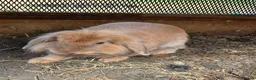 Mixed Breed rabbits for sale: Mini lop and lion head FREE - Advert 2