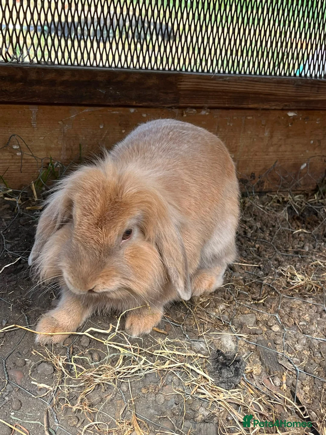 Mixed Breed rabbits for sale: Mini lop and lion head FREE - Advert 2