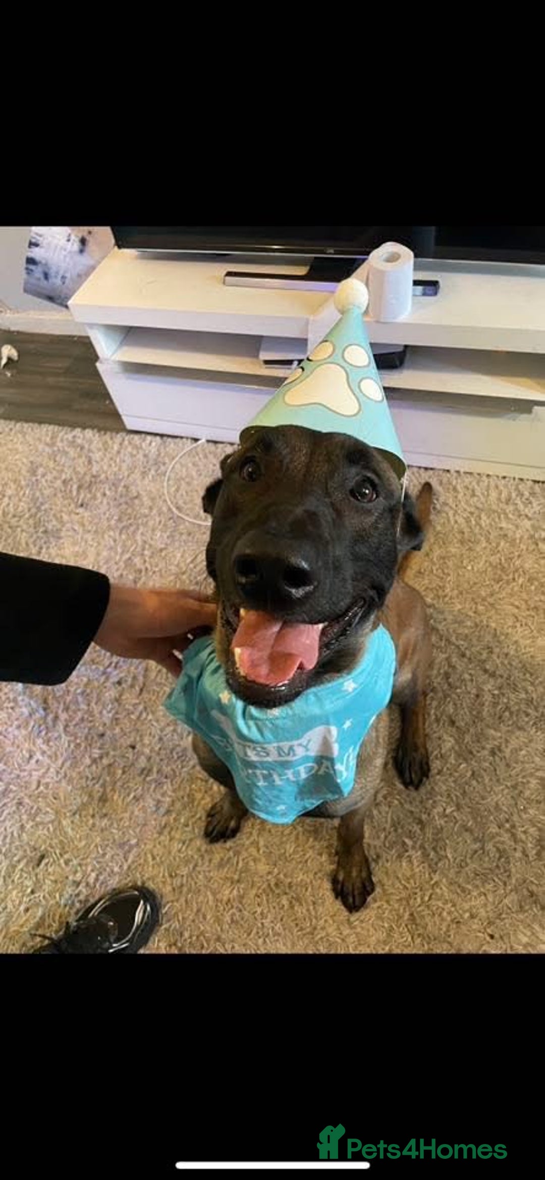 Belgian Shepherd Dog dogs for sale: 2 year old male Kilo  - Advert 3