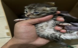 Domestic Shorthair cats for sale: cat and kittens for rehoming - Image 13