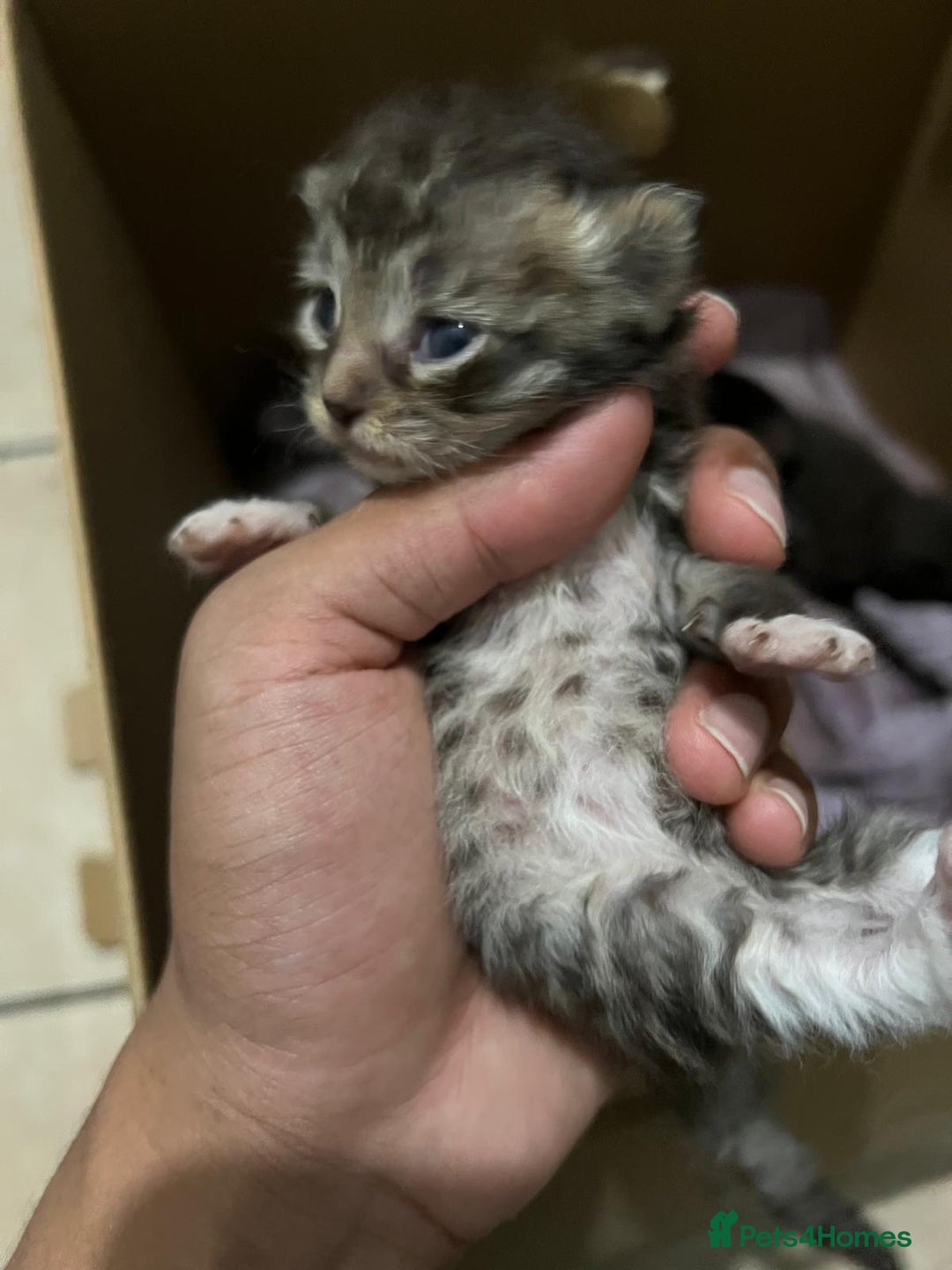 Domestic Shorthair cats for sale: cat and kittens for rehoming - Image 13