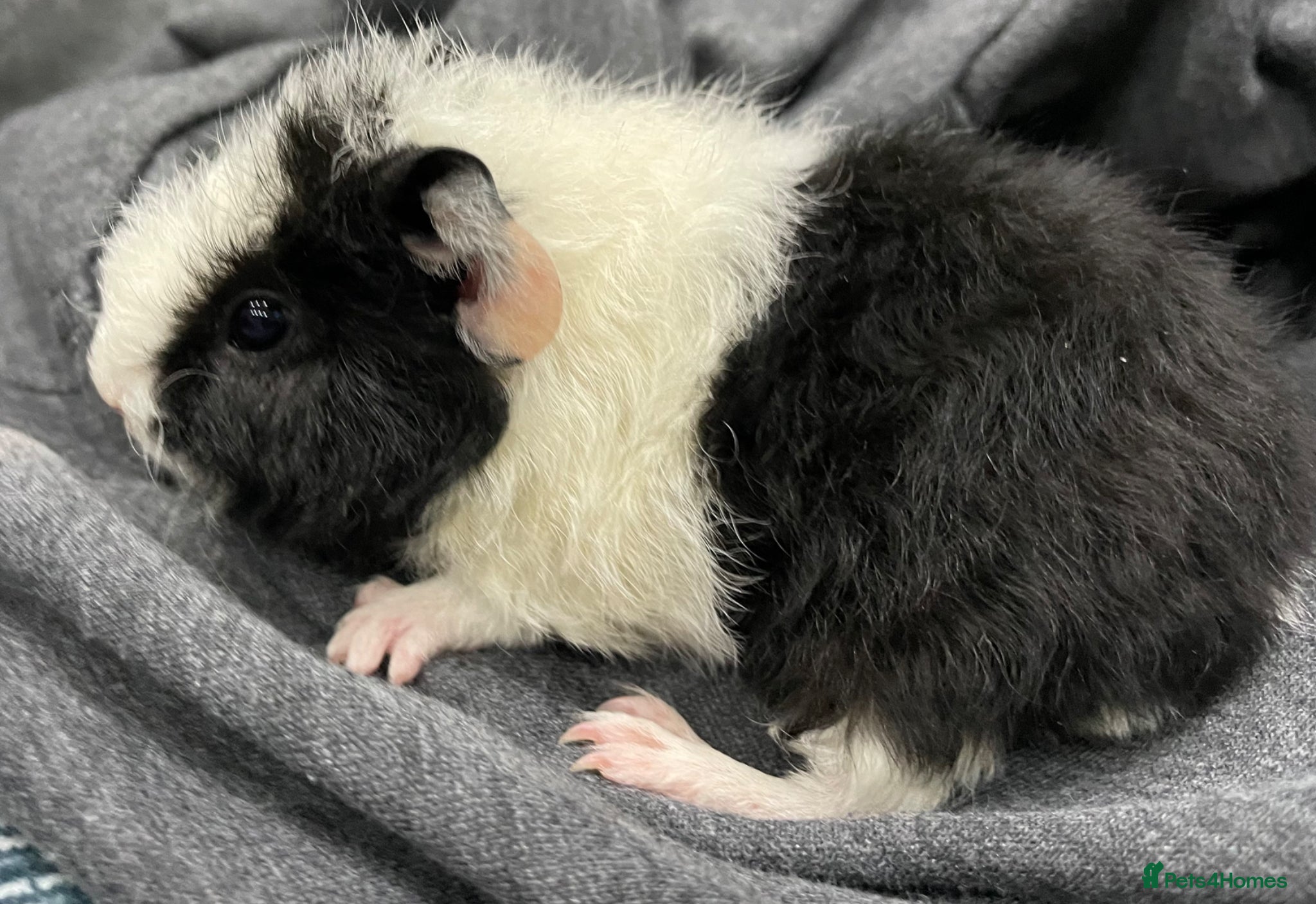 Guinea Pig rodents Pure breed Teddy Guinea Pigs - Advert 2