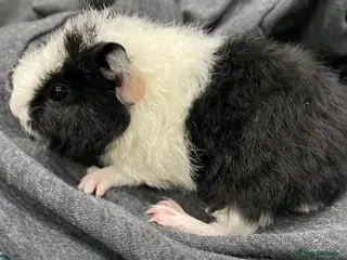 Guinea Pig rodents Pure breed Teddy Guinea Pigs - Advert 2