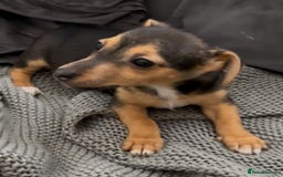 Jack Russell dogs for sale: ❤️Beautiful Jackrussels❤️ - Image 13