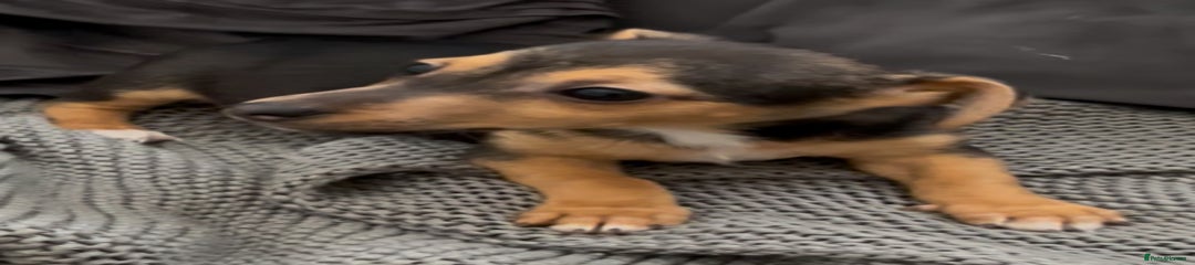 Jack Russell Boy B&T 2