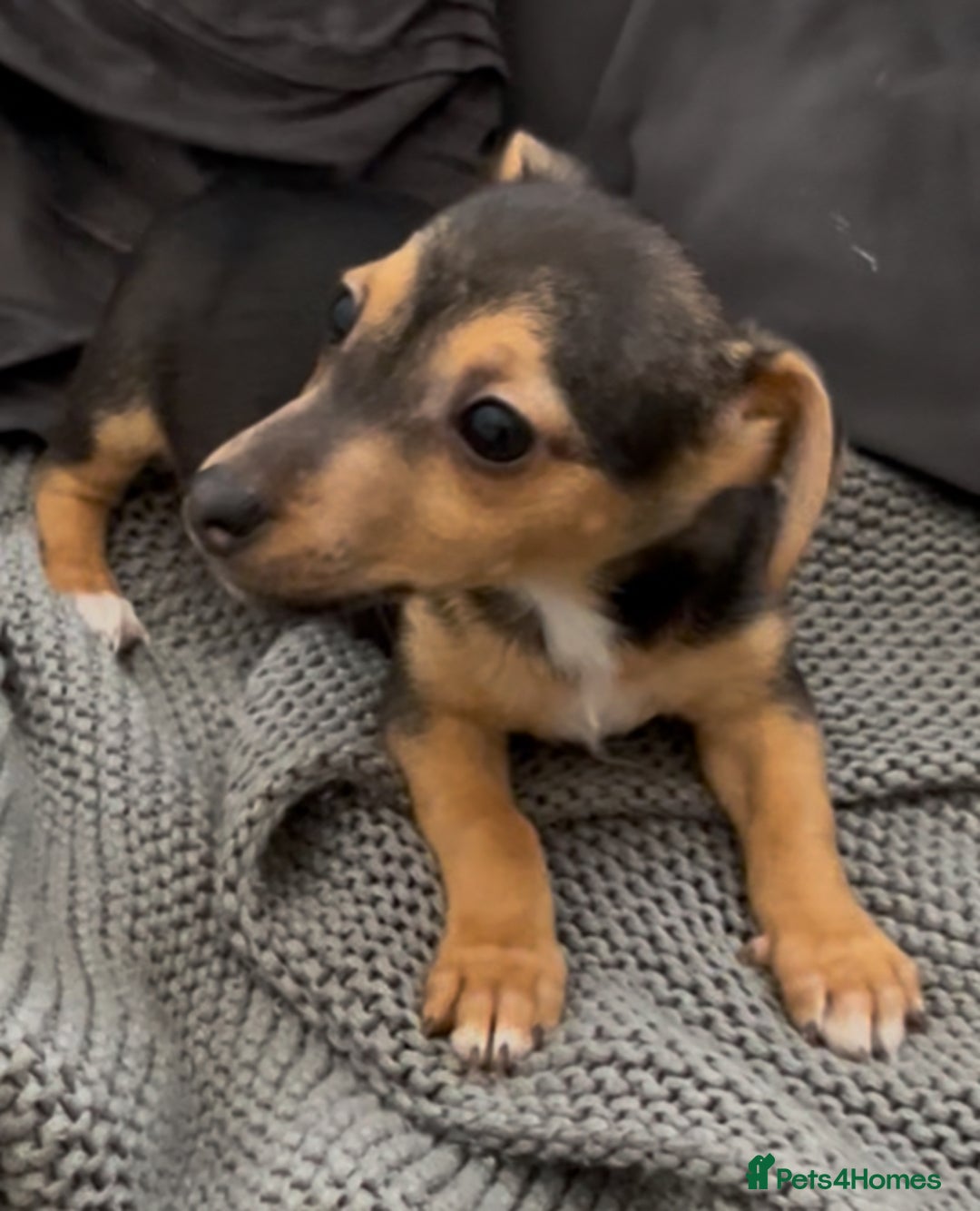 Jack Russell dogs for sale: ❤️Beautiful Jackrussels❤️ - Image 13