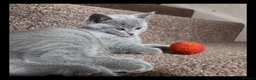 British Shorthair cats for sale: British Shorthair Purebred, Healthy & Ready Now in Harrow - Advert 2