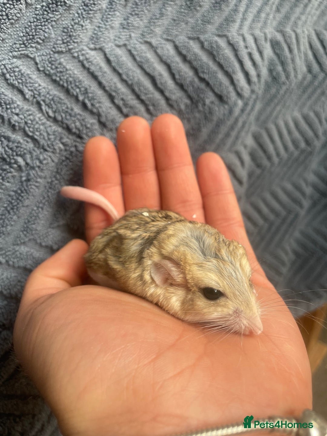Rat rodents for sale: Duprasi male - Image 2