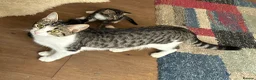 Mixed Breed cats for sale: Gorgeous Cuddley Kittens - Advert 7
