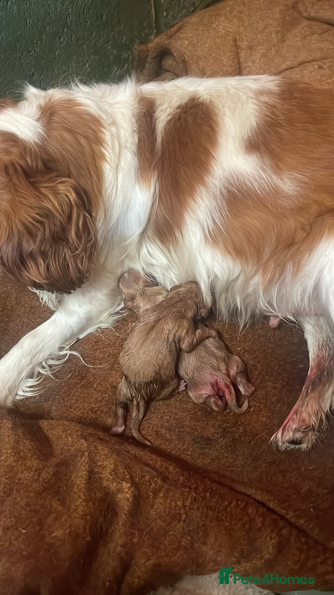 Cavapoo dogs for sale: Adorable toy Cavapoo pups apricot or fox red  - Image 29