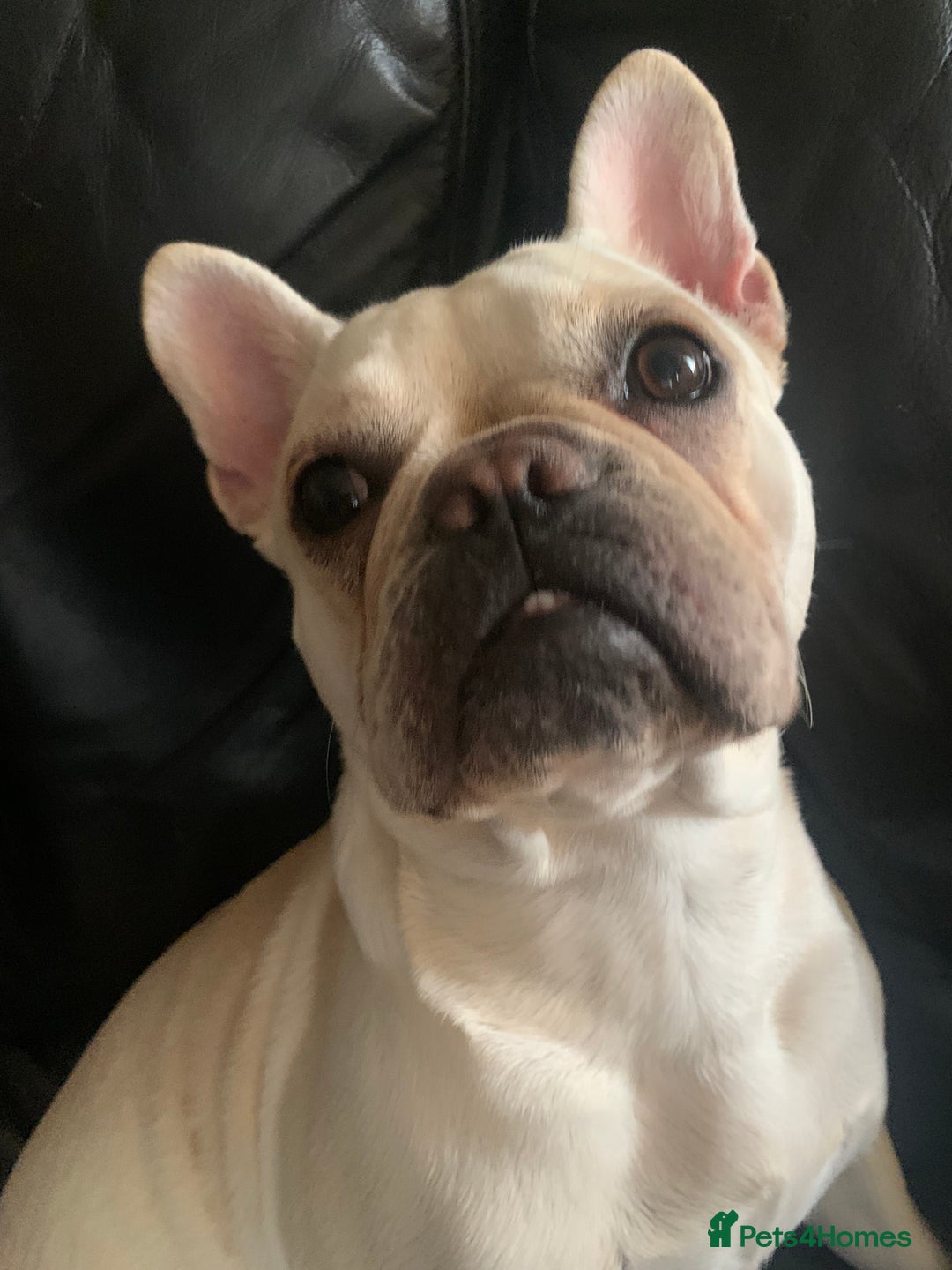 French Bulldog dogs for sale: 5 beautiful French bulldog puppies  - Advert 2