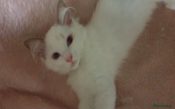Ragdoll cats for sale:  GCCF KITTENS CHOC & LILAC MITTED AND BI-COLOUR in Darwen - Image 36