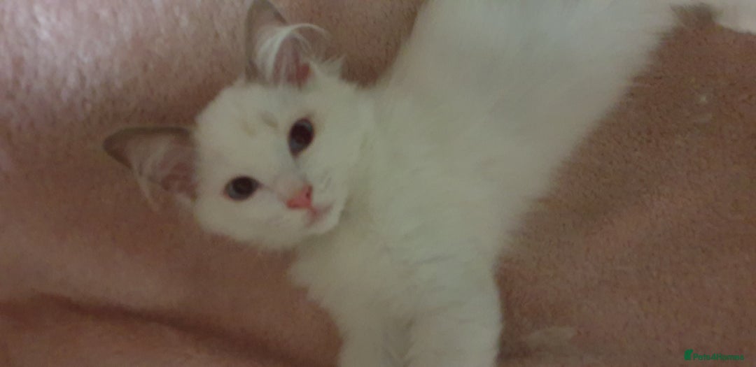 Ragdoll cats for sale:  GCCF KITTENS CHOC & LILAC MITTED AND BI-COLOUR in Darwen - Image 36