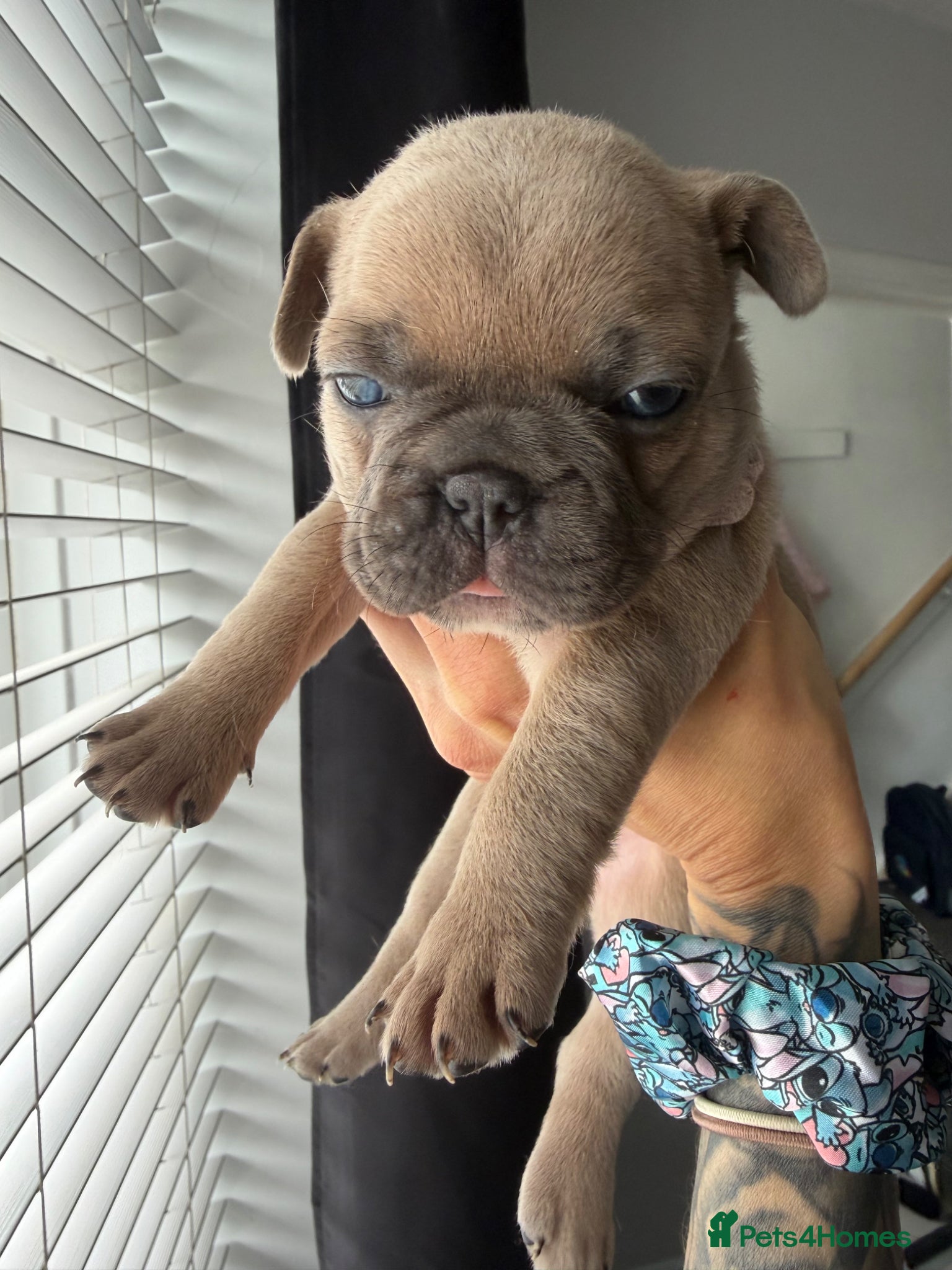 French Bulldog dogs for sale: 🐾 French Bulldog Puppies Available 🐾 in South Ockendon - Advert 8