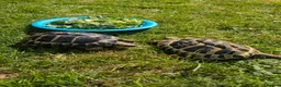 Tortoise reptiles for sale: tortoises - Advert 1