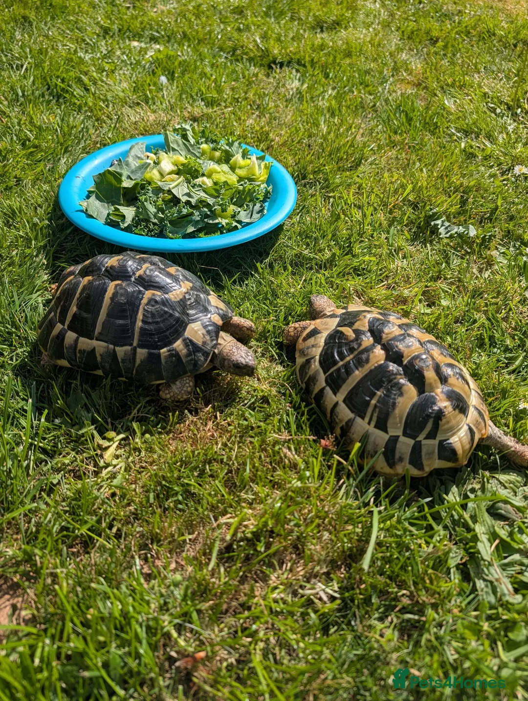 Tortoise reptiles for sale: tortoises - Advert 1