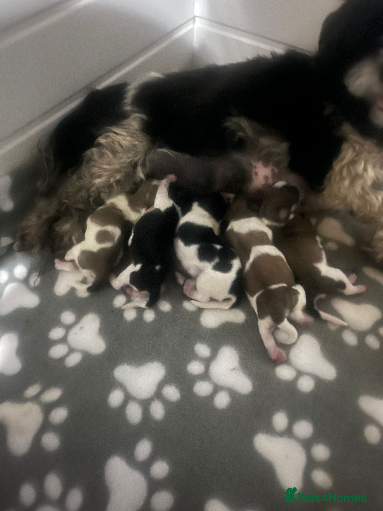 Malshi dogs Malshi puppies  - Advert 2