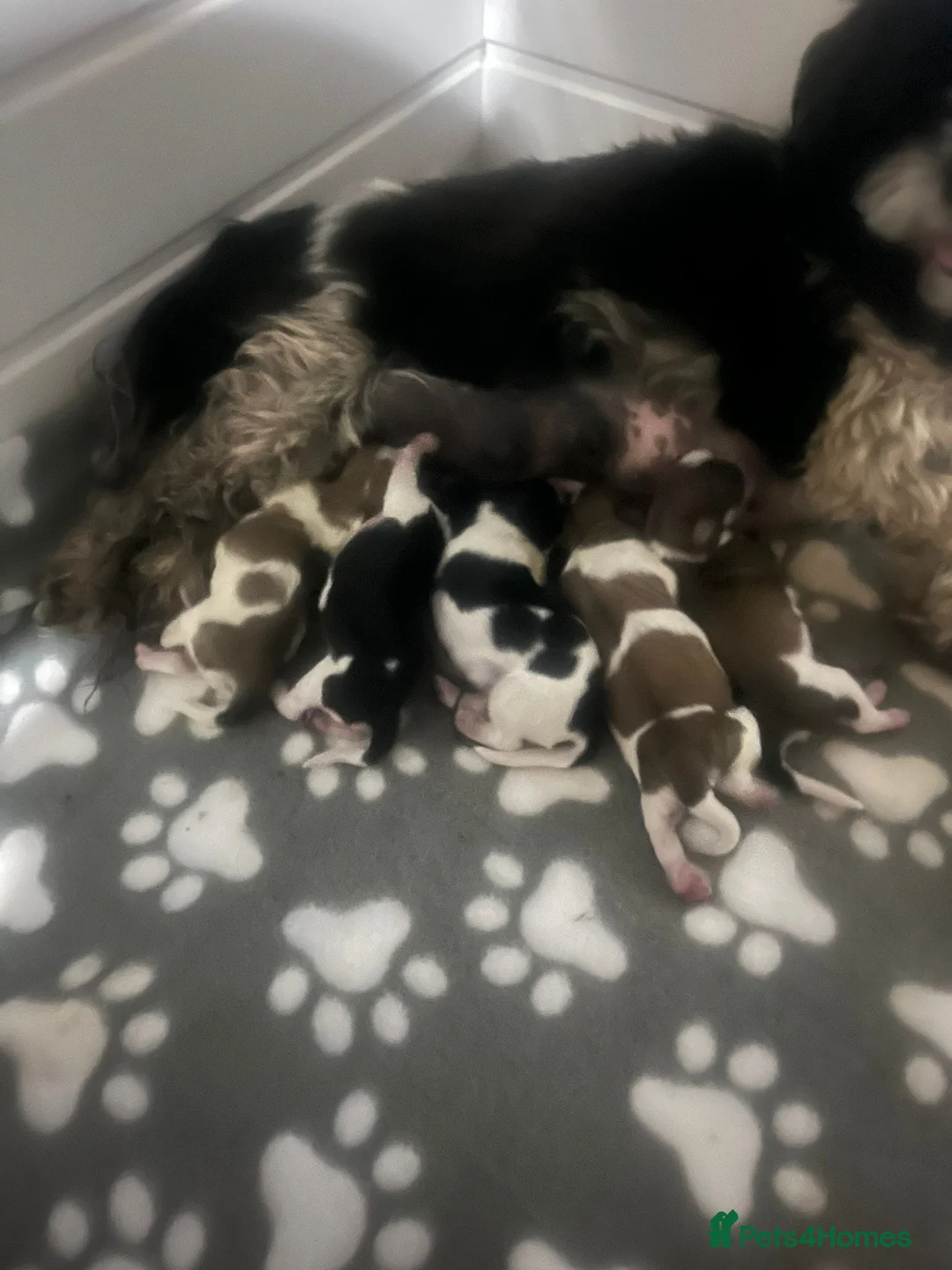 Malshi dogs for sale: Malshi puppies  - Advert 2