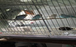 Budgerigars birds for sale: Budgies for sale Dunstable  in Dunstable - Image 1