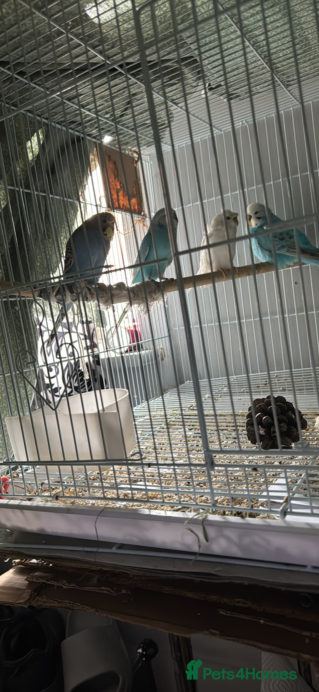 Budgerigars birds for sale: Budgies for sale Dunstable  in Dunstable - Image 1