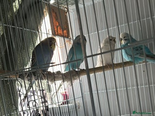 Budgerigars birds for sale: Budgies for sale Dunstable in Dunstable - Advert 2