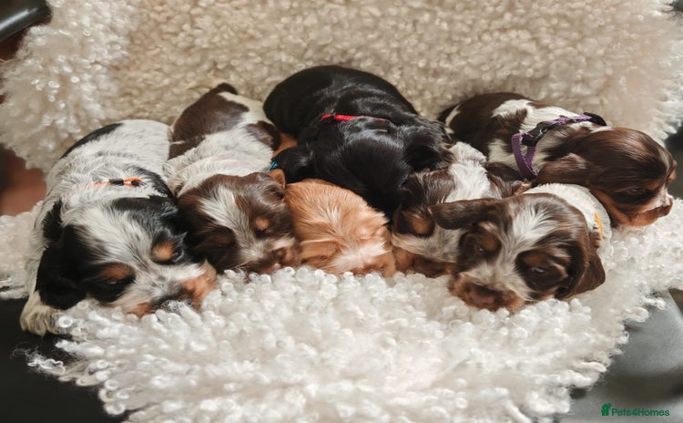 Cocker Spaniel dogs - Advert 1