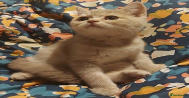 British Shorthair cats - Advert 4