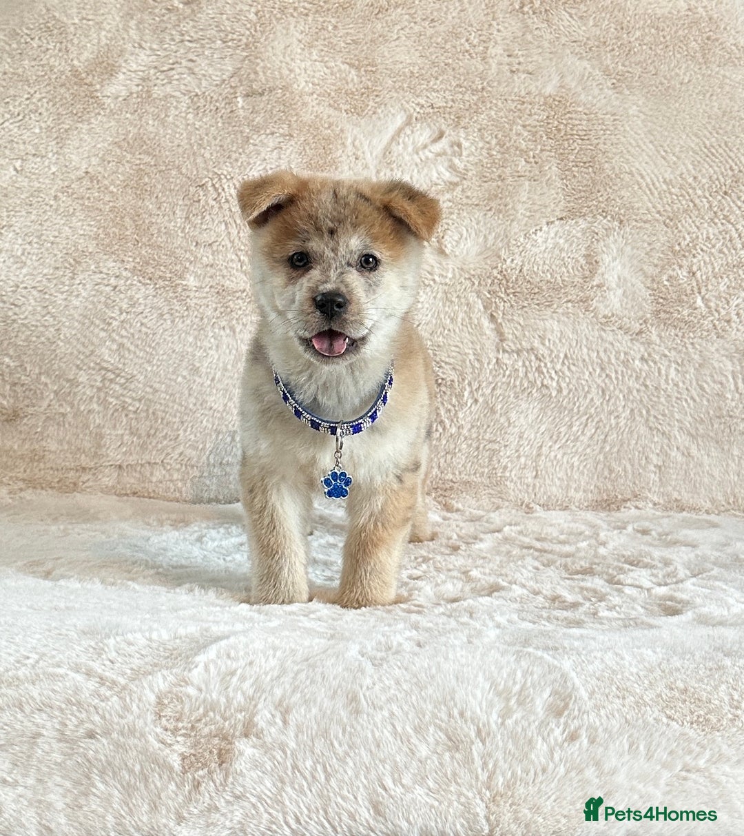Siberian Husky dogs for sale: Stunning exotic colour chowsky puppies for sale - Image 4