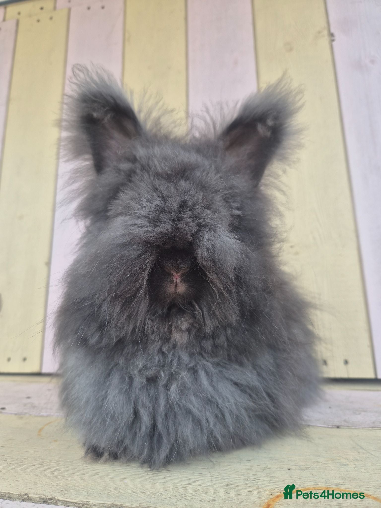 Angora rabbits 🩷 Angora babies-parents imported from🇫🇷  - Advert 1