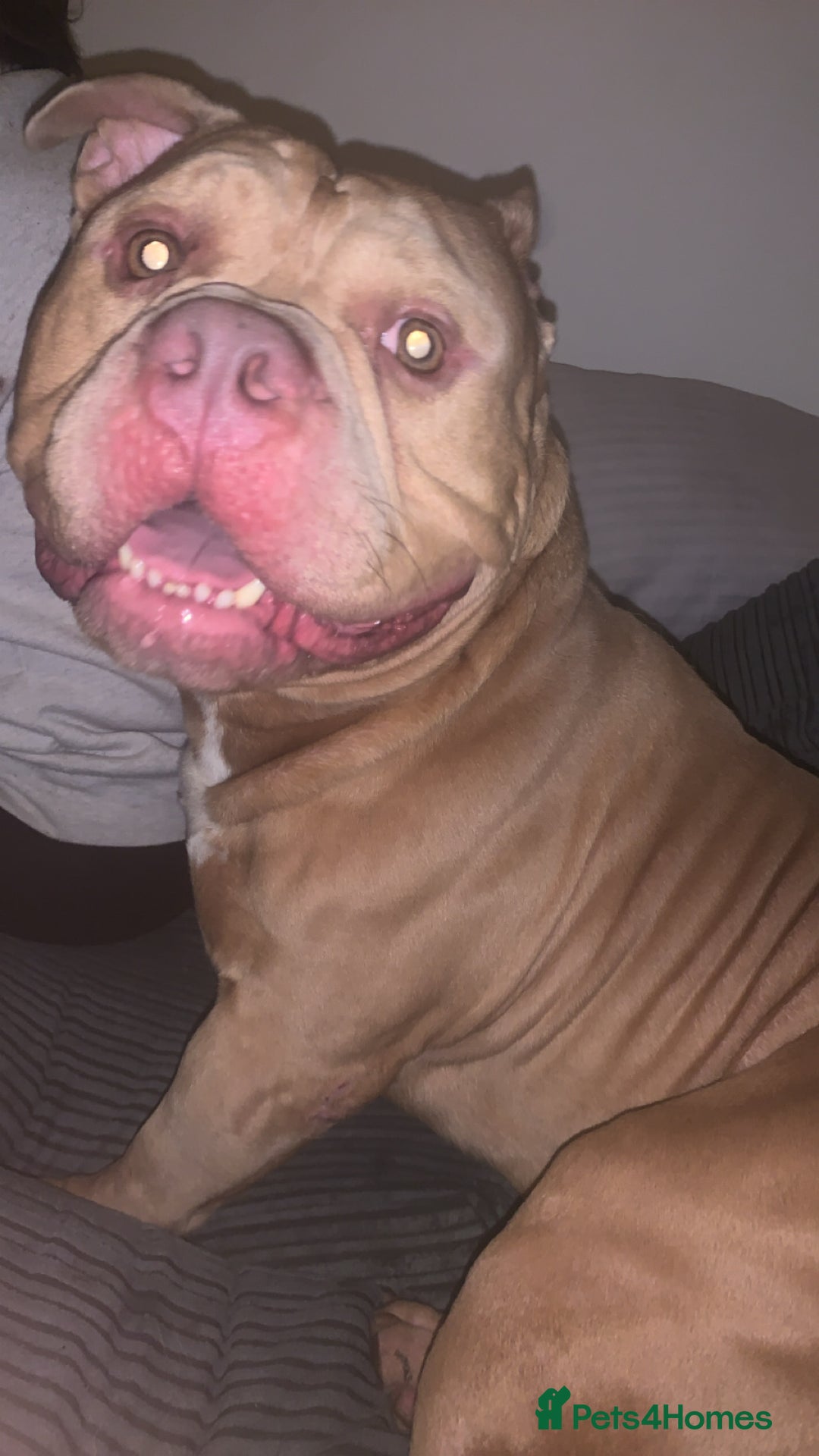 American Bully dogs for sale: American exotic pocket bully  - Advert 5