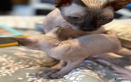 Sphynx cats for sale: sphynx canadian kittens ready to leave now  - Image 27