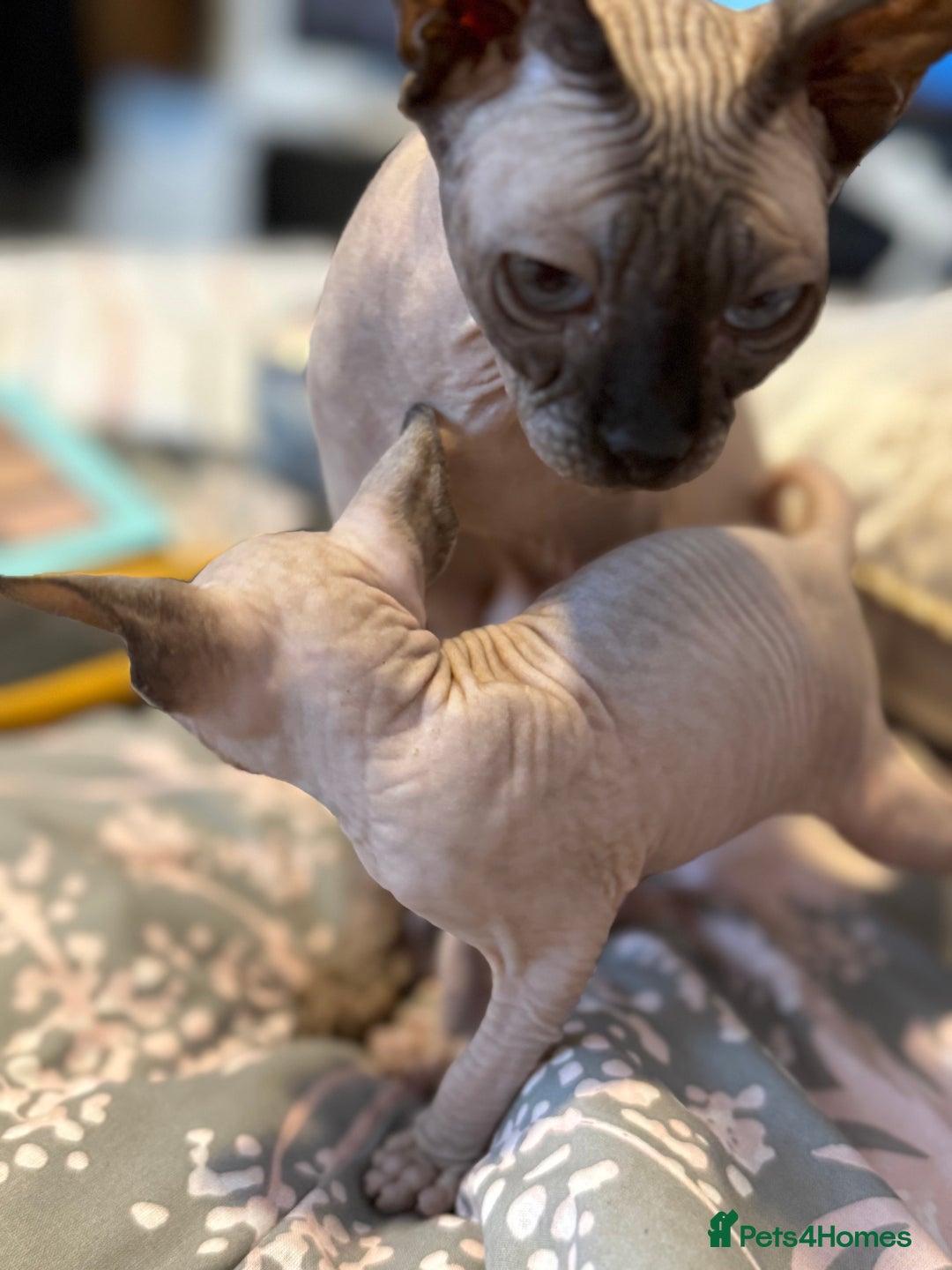 Sphynx cats for sale: sphynx canadian kittens ready to leave now  - Image 27