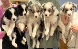 Border Collie dogs for sale: 6 Beautiful B&W & Merle Border Collie Puppies 🐶  - Image 1