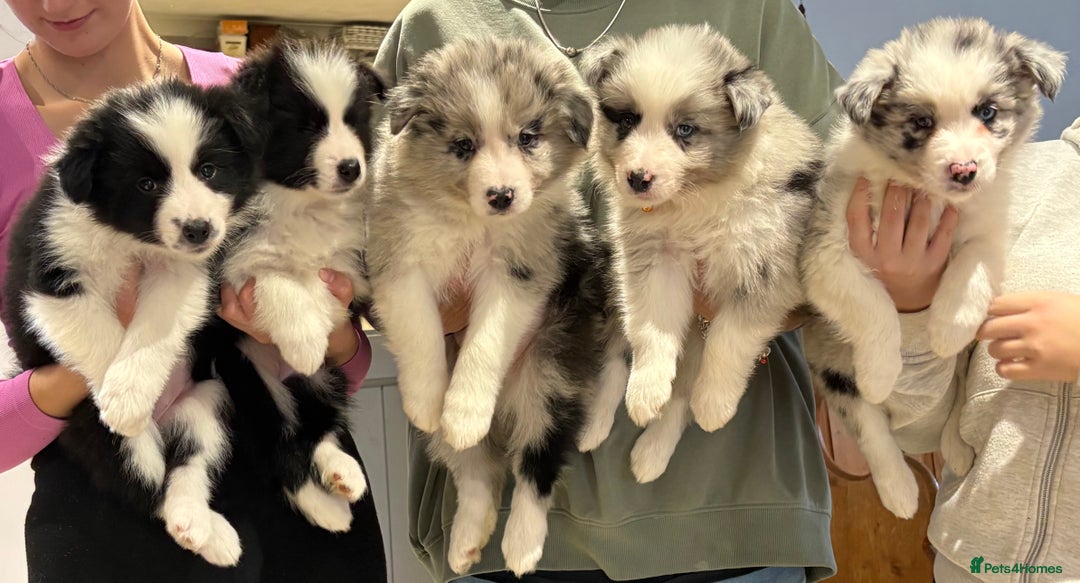 Border Collie dogs for sale: 6 Beautiful B&W & Merle Border Collie Puppies 🐶  - Image 1