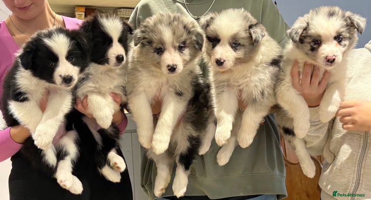 Border Collie dogs - Advert 8