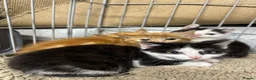 Mixed Breed cats for sale: Beautiful farm cats  - Advert 1