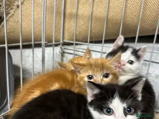 Mixed Breed cats Beautiful farm cats - Advert 2