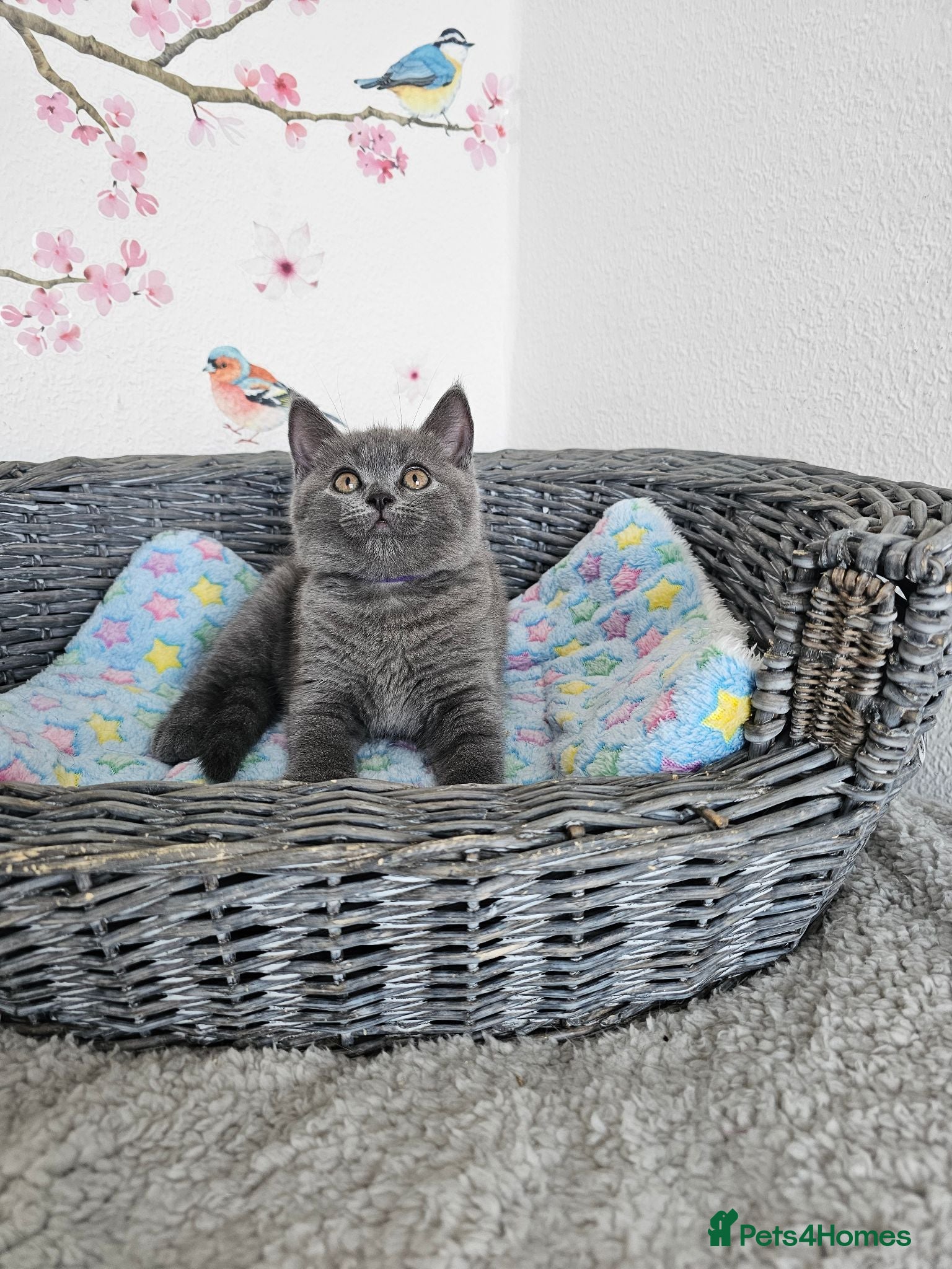 British Shorthair cats British Shorthair Kittens - Advert 1