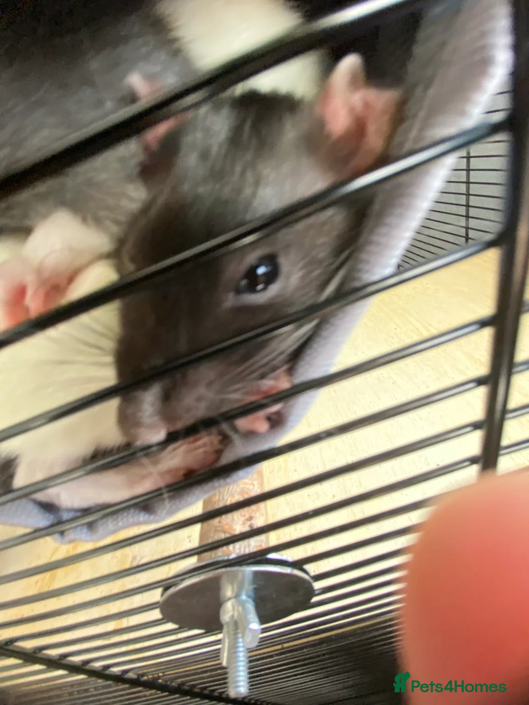 Rat rodents for sale: 2 Female rat with full cage setup - Advert 6