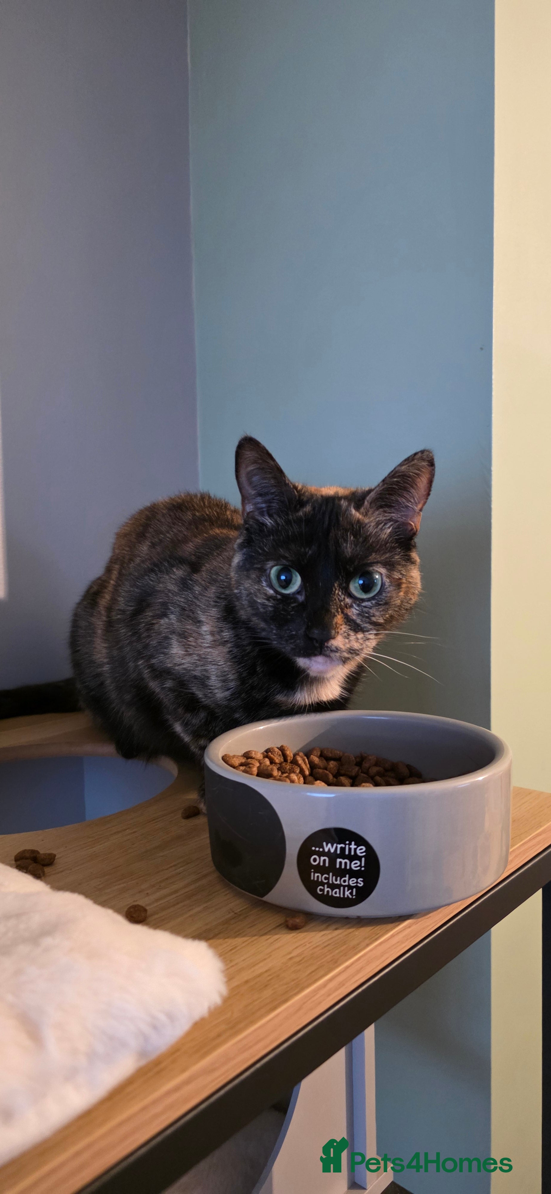 Mixed Breed cats Meet misty 3 years old  - Advert 4