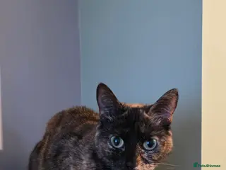 Mixed Breed cats Meet misty 3 years old - Advert 4