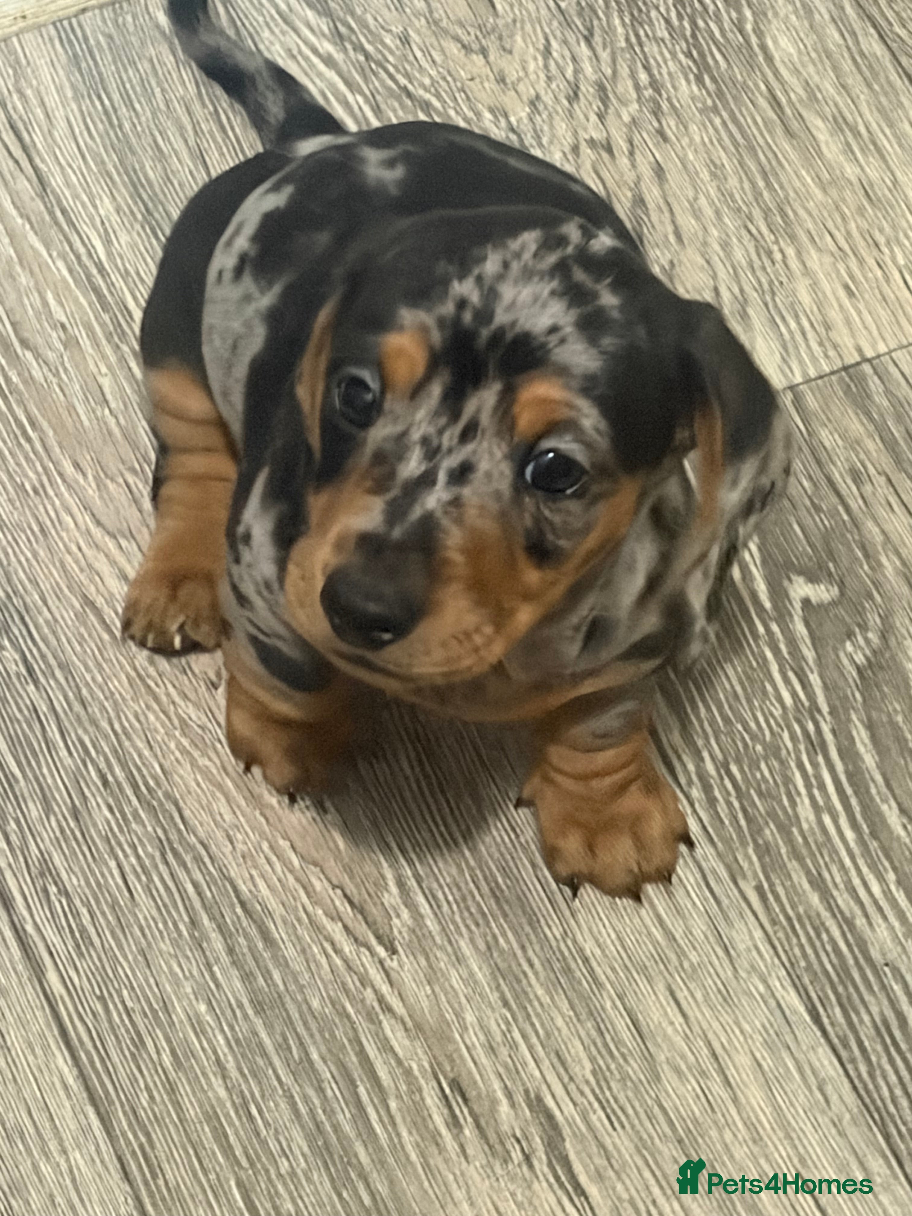 Dachshund dogs 2 boy Miniture dashund puppies for sale  - Advert 7