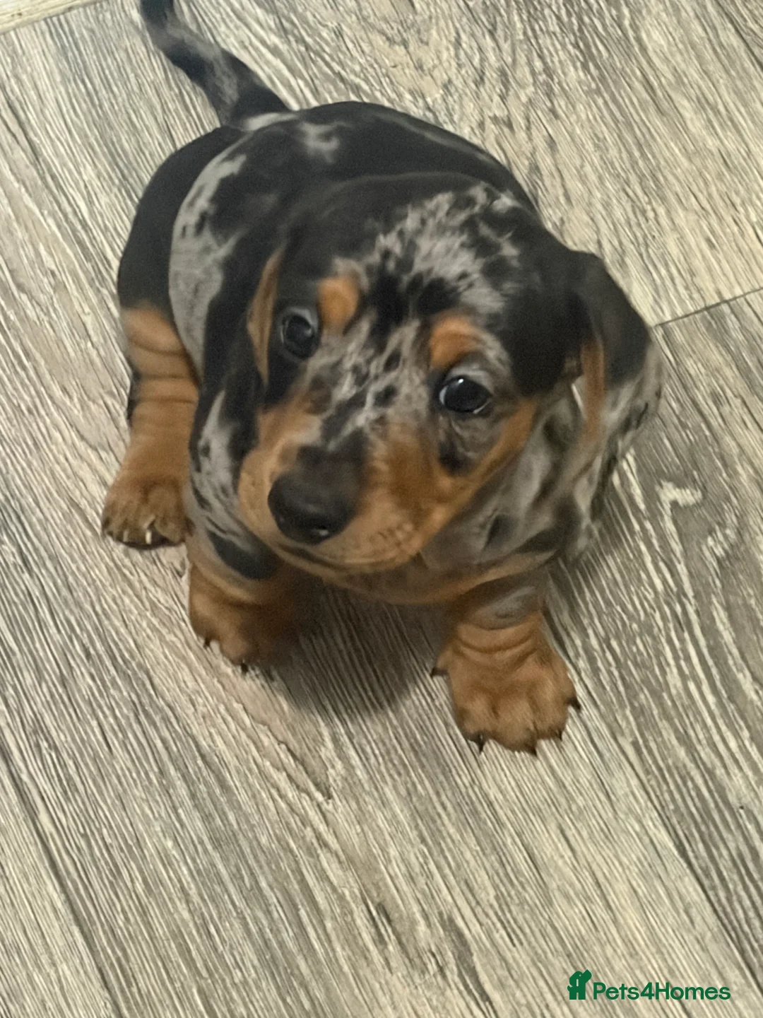 Dachshund dogs for sale: 2 boy Miniture dashund puppies for sale  - Advert 1