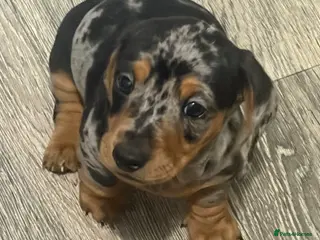 Dachshund dogs 2 boy Miniture dashund puppies for sale - Advert 7